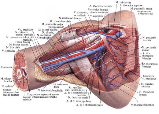 Human Anatomy in Pictures Анатомия человека в картинках