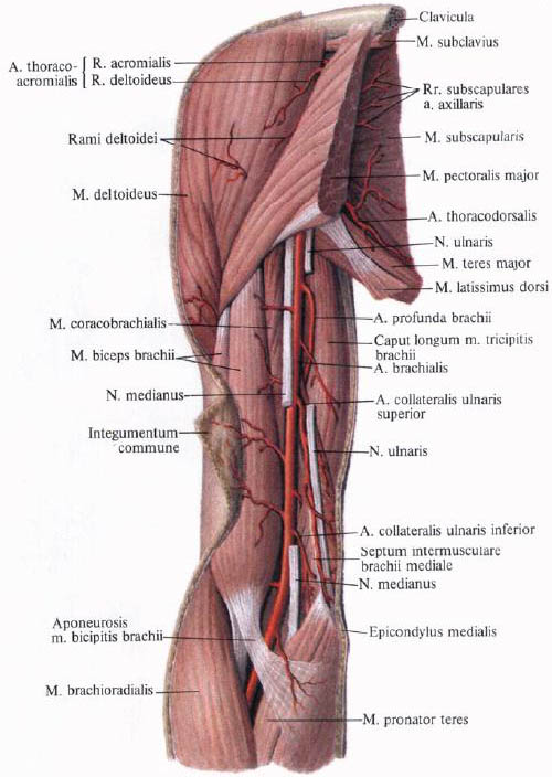 Human Anatomy in Pictures Анатомия человека в картинках
