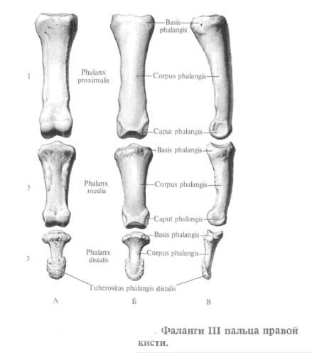 Finger bones (phalanxes)