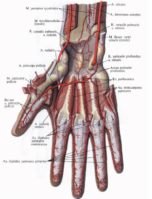Human Anatomy in Pictures Анатомия человека в картинках