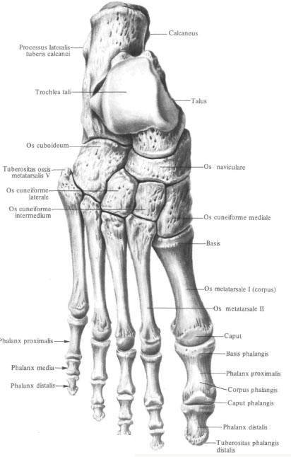 Bones of lower limb