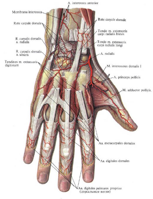 Human Anatomy in Pictures Анатомия человека в картинках