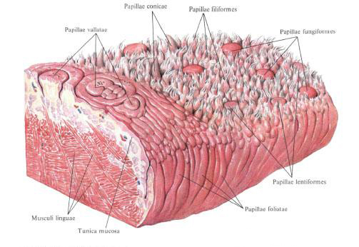 Mucous membrane of the tongue