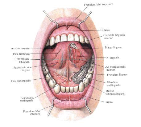Mucous membrane of the bottom of the oral cavity