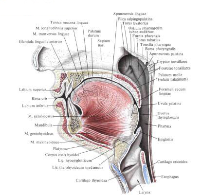 Muscles of the tongue