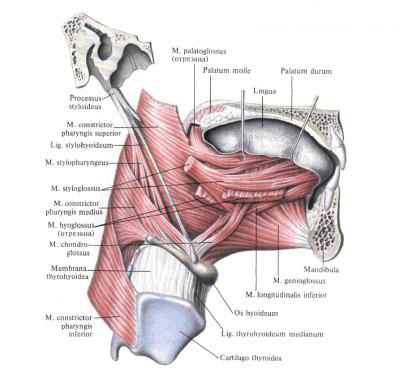 Skeletal muscles of the tongue