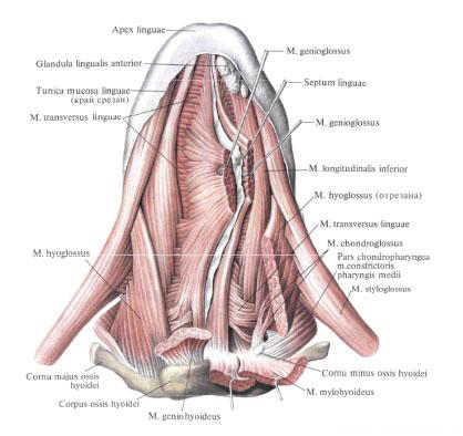 Own muscles of the tongue