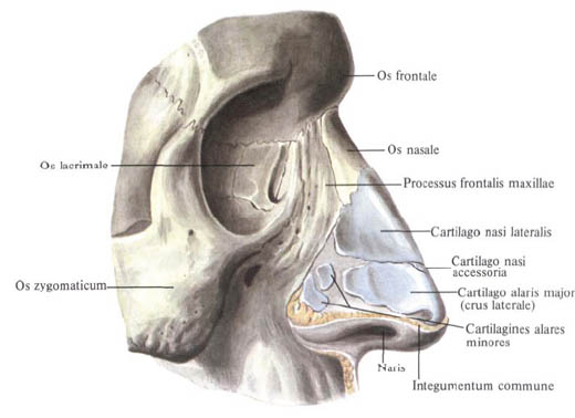 Outer nose. Structure, functions shram.kiev.ua