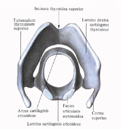 Human Anatomy in Pictures Анатомия человека в картинках