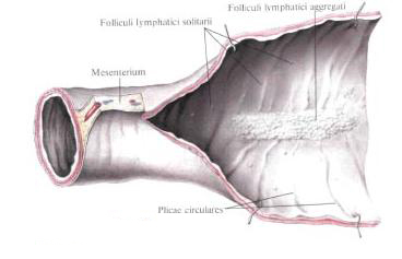 Small intestine