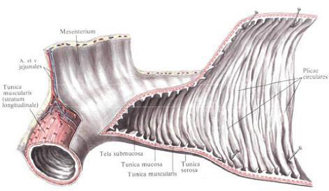 Small intestine