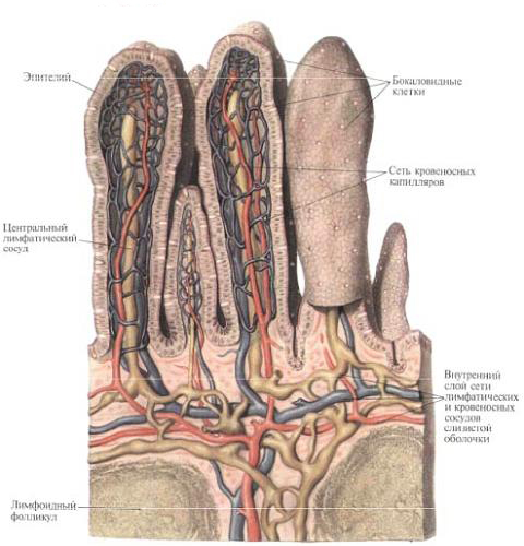 Small intestine