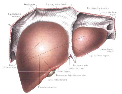 Liver