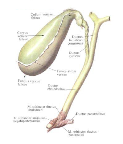 The gall bladder. Bile ducts