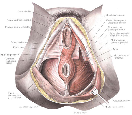 Human Anatomy in Pictures Анатомия человека в картинках