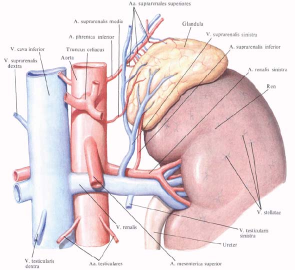 v suprarenalis