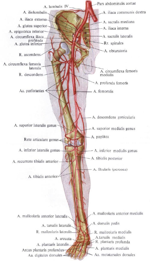 Human Anatomy in Pictures Анатомия человека в картинках