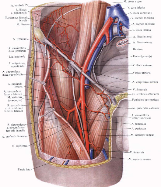 Human Anatomy in Pictures Анатомия человека в картинках