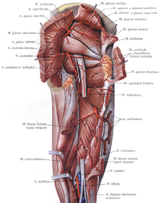 Human Anatomy in Pictures Анатомия человека в картинках