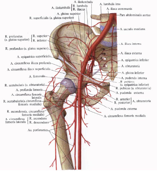 Human Anatomy in Pictures Анатомия человека в картинках