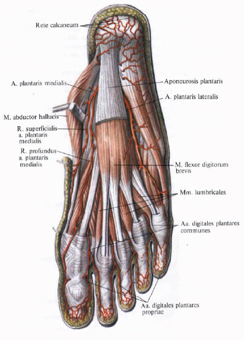 Human Anatomy in Pictures Анатомия человека в картинках