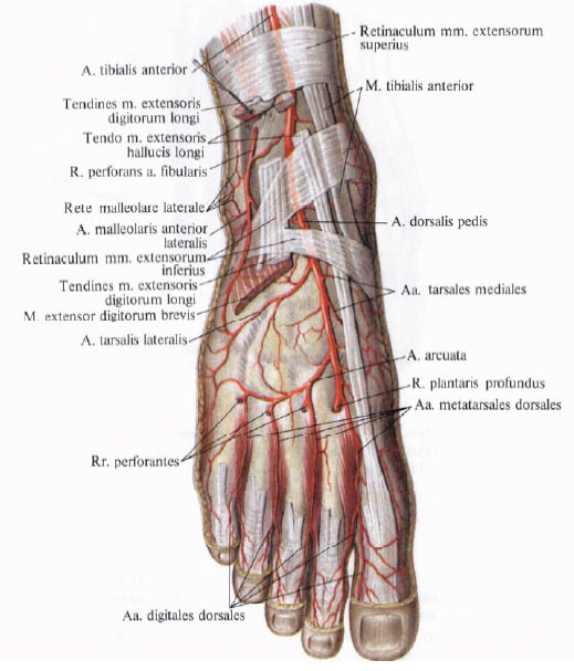 arteria dorsalis pedis
