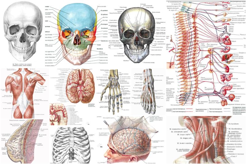 Human anatomy in pictures Анатомия человека в картинках