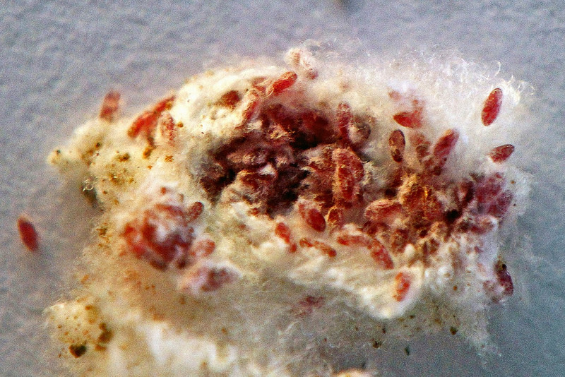 Coca Cola under the microscope. Facts that will put an end to the question: drink or not drink Coca Cola под микроскопом