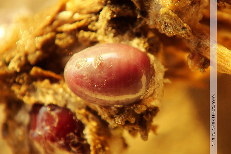 Coca Cola under the microscope. Facts that will put an end to the question: drink or not drink Coca Cola под микроскопом