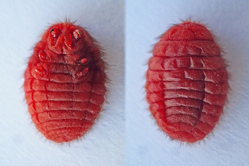 Coca Cola under the microscope. Facts that will put an end to the question: drink or not drink Coca Cola под микроскопом