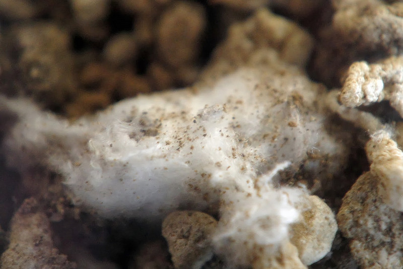 Coca Cola under the microscope. Facts that will put an end to the question: drink or not drink Coca Cola под микроскопом