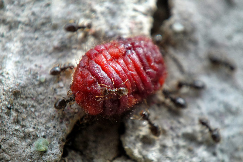Coca Cola under the microscope. Facts that will put an end to the question: drink or not drink Coca Cola под микроскопом