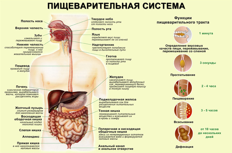 Время переваривания пищи