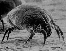 Dust mites cause illness