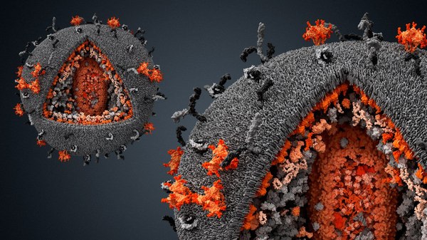 A Dozen Amazing Facts About Viruses Удивительные факты о вирусах