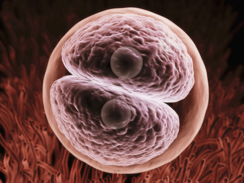 A Dozen Amazing Facts About Viruses Удивительные факты о вирусах