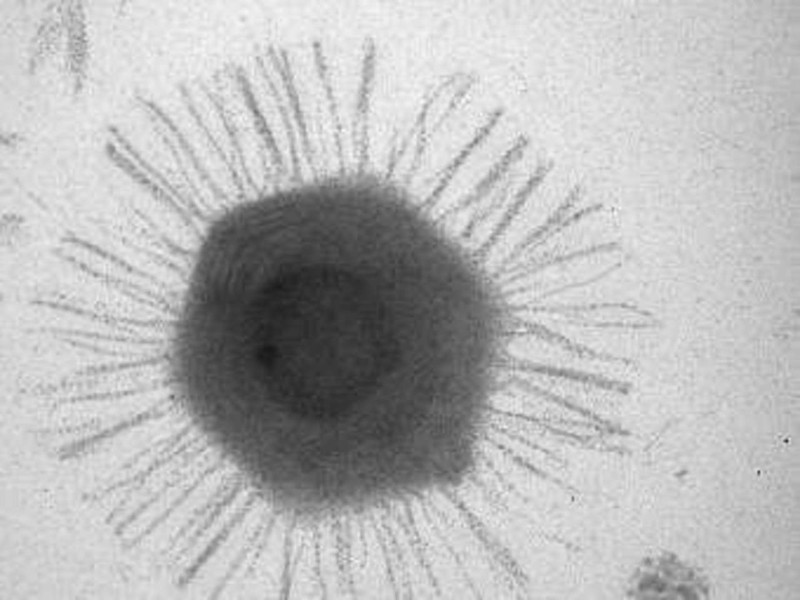 A Dozen Amazing Facts About Viruses Удивительные факты о вирусах