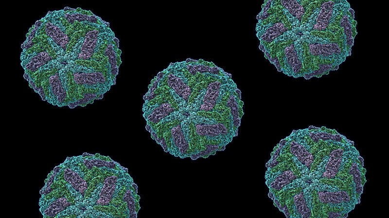 A Dozen Amazing Facts About Viruses Удивительные факты о вирусах