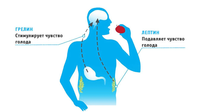 Hunger hormone ghrelin: learn to suppress the appetite in a natural way Гормон голода грелин