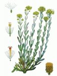 Бессмертник песчаный, цмин – Helichrysum arenarium L.