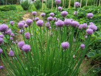 Лук-резанец, или шнитт-лук, или лук скорода - Allium schoenoprasum