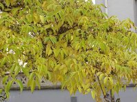 Бархат амурский – Phellodendron amurense rupr.