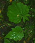 Диоскорея ниппонская – Dioscorea nipponica M. - листья