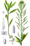 Желтушник левкоевидный – Erysimum cheiranthoides L.