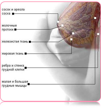 Anatomy of pectoral muscles