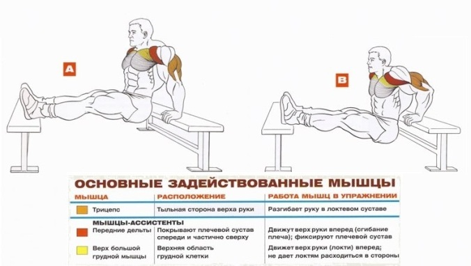 Push-ups from the bench - Exercises for building powerful triceps Отжимания от скамьи - Упражнения для трицепсов
