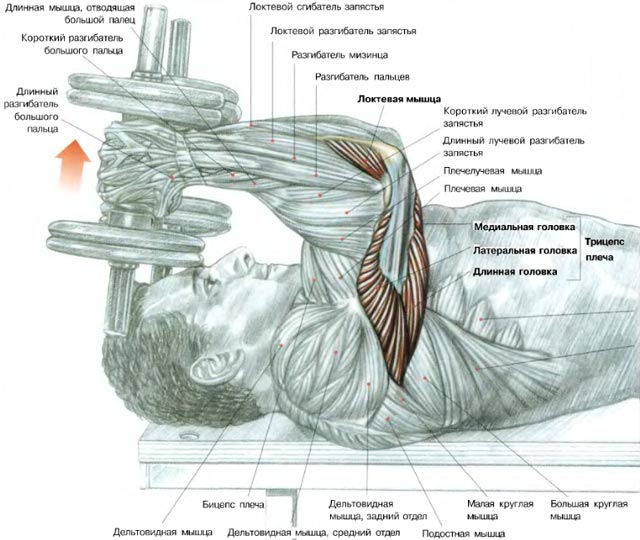 Extension of hands with dumbbells lying - Exercises for building powerful triceps Разгибание рук с гантелями лежа - Упражнения для трицепсов