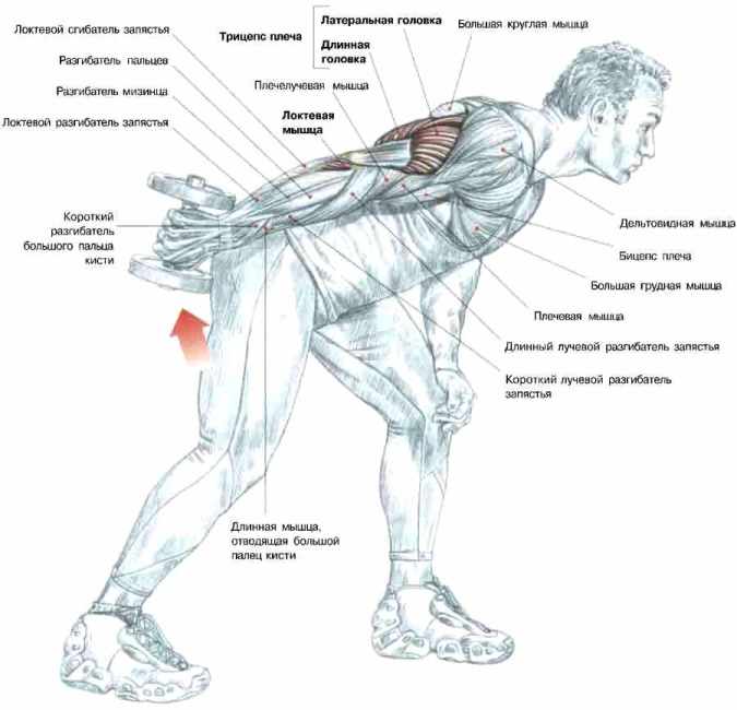 Extension of the arm with a dumbbell in the slope - Exercises for building powerful triceps Разгибание руки с гантелью в наклоне - Упражнения для трицепсов