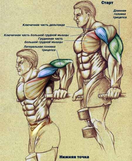 Push-ups on bars - Exercises for constructing mighty triceps Отжимания на брусьях - Упражнения для трицепсов