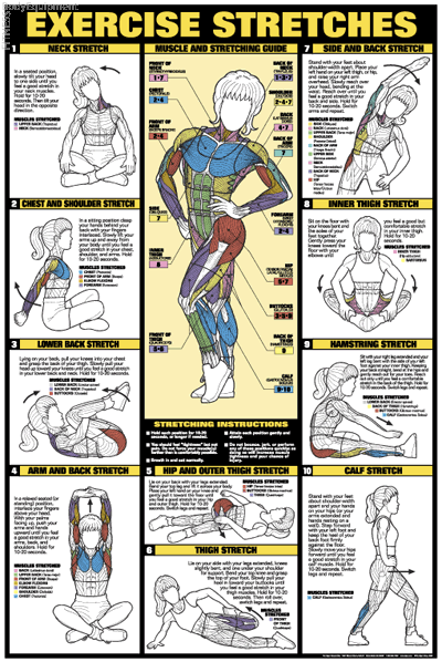 Exercises for all muscle groups in pictures shram.kiev.ua